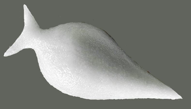 Yomari Punhi